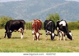 4 cows together - Google Search