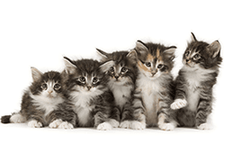 Do You Know the Essential Vaccines for Kittens? | Royal Canin