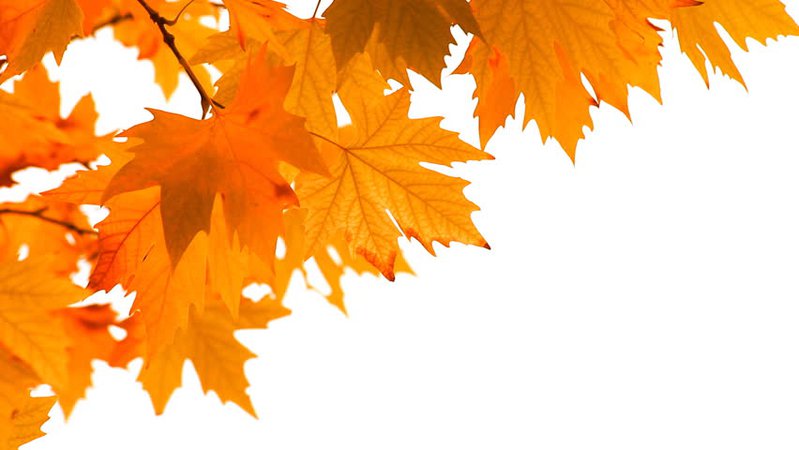 autumn leaf white background - Google Search