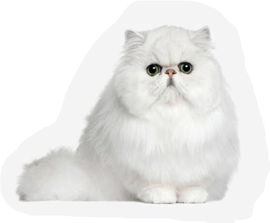 white Persian kitty