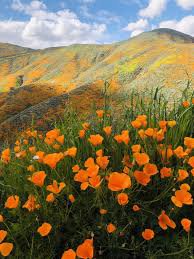 california poppy fields