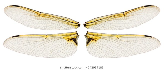 "dragonfly Wings" Images, Stock Photos & Vectors | Shutterstock