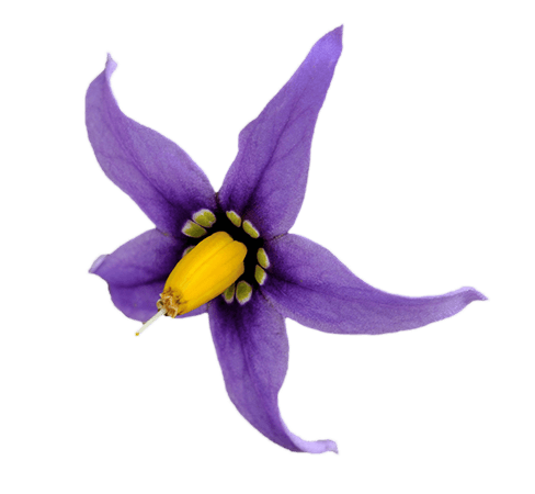 nightshade flower - Google Search