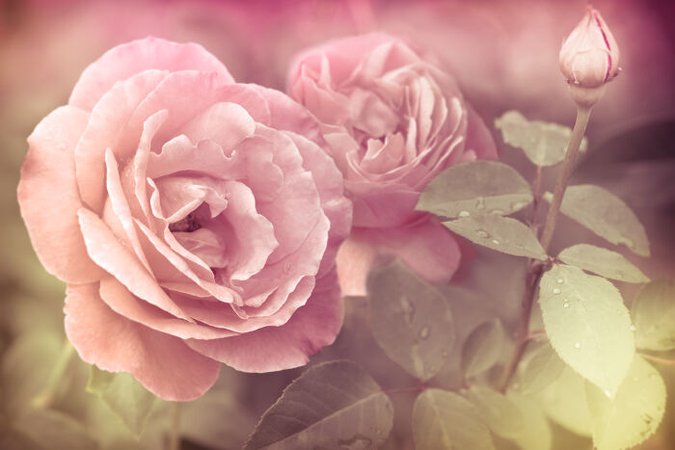 Rose Flower Meaning - Flower Meaning