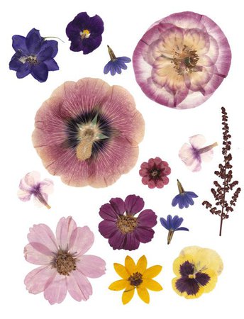dried pressed flowers png - Google Search