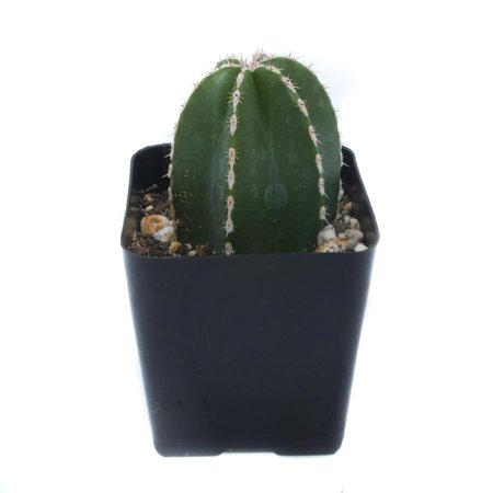 Mexican Fence Post Cactus 2.5 inch Stenocereus Marginatus | Etsy