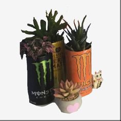 monster plants
