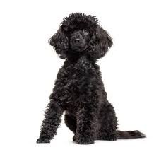 black toy poodle white background - Google Search