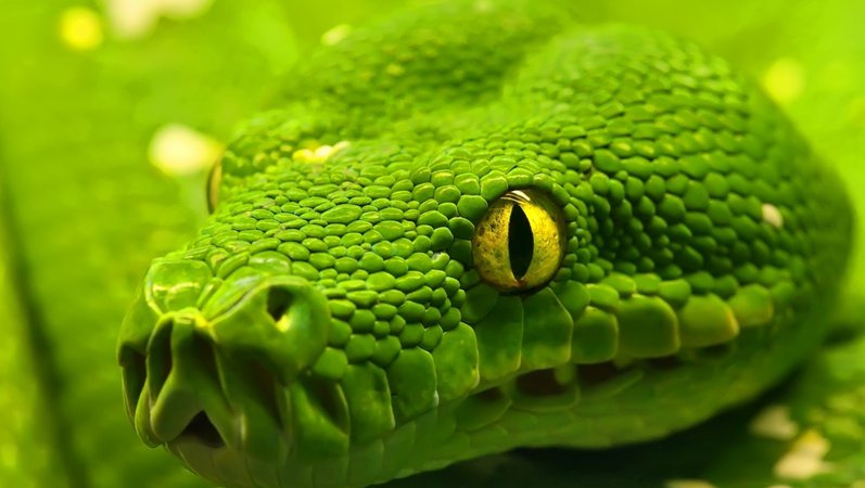 Green-snake-head.jpg (1360×768)