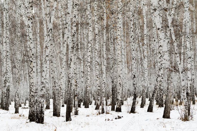 birch forest winter