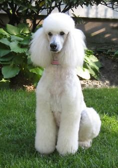 white standerd poodle - Bing images