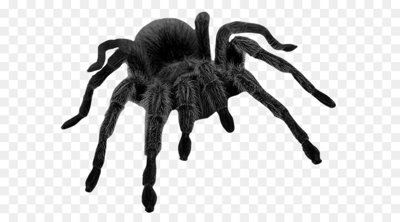 black spider png - Google Search