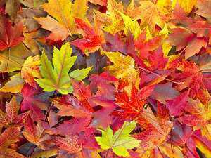 Autumn Leaves britannica.com
