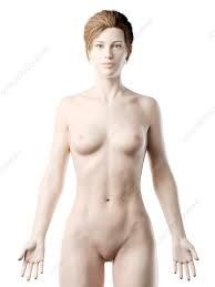 a upper body of a girl - Google Search