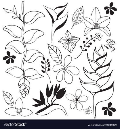 Tropical flower doodle sketch Royalty Free Vector Image