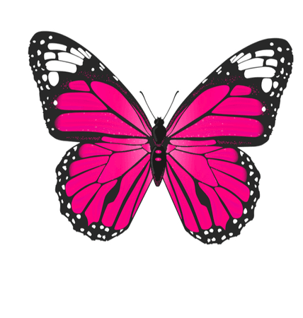 hot pink butterfly