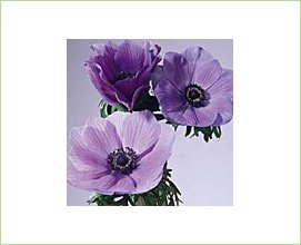 Anemone Mona Lisa Lavender - Anemone - Flowers and Fillers - Flowers by category | Sierra Flower Finder