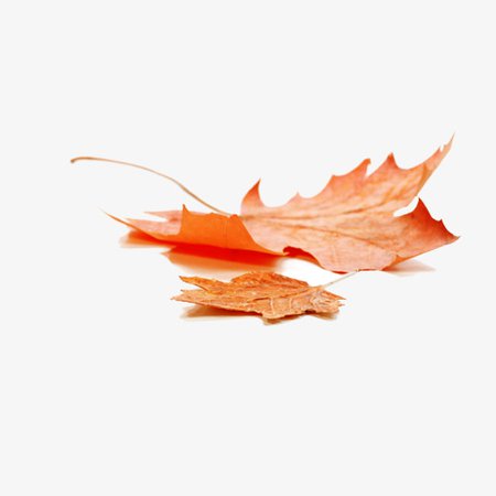 Beautiful Autumn Leaves, Yellow, Autumn, Autumn Leaves PNG and PSD File for Free Download