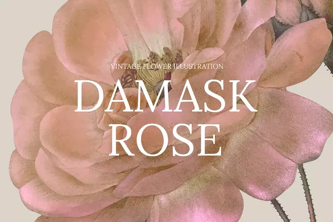 Damask Rose Images | Free Photos, PNG Stickers, Wallpapers & Backgrounds - rawpixel