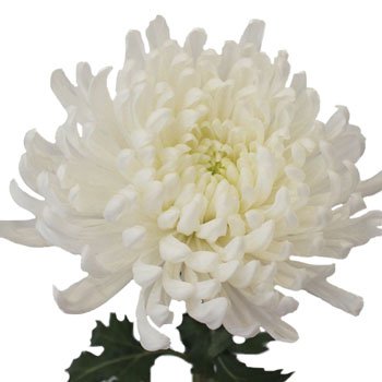 Ivory White Disbud Flower | FiftyFlowers.com