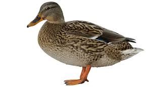 ducks no background - Google Search