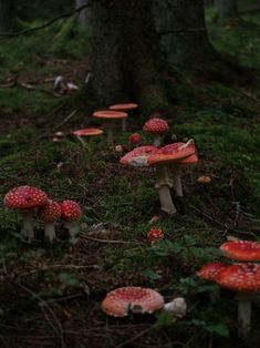 nature photography forest trees woods mushrooms