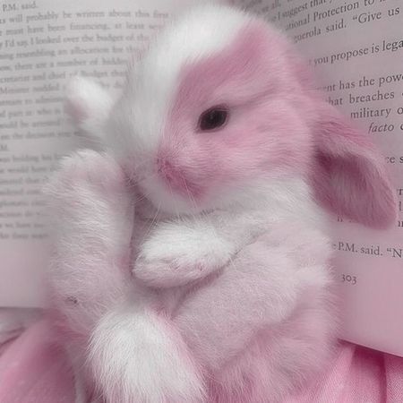 pink white bunny
