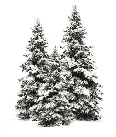 789-7897741_tree-trees-christmas-christmastree-snow-winter-wintertr-snowy.png (1024×1207)