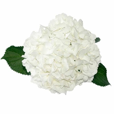 White Hydrangeas Fresh Cut Free Overnight Shipping | Etsy