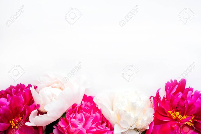 103912479-frame-of-beautiful-fuchsia-and-white-peony-flower-bouquet-on-the-white-background-closeup-flatlay-st.jpg (1300×866)