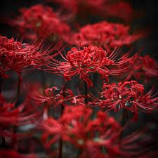 red spider lily - Google Search