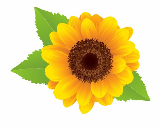Sunflower Png Clip Art Image Free PNG Images & Clipart Download #2119550 - Sccpre.Cat