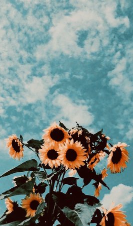 aesthetic vivid warm sunflowers