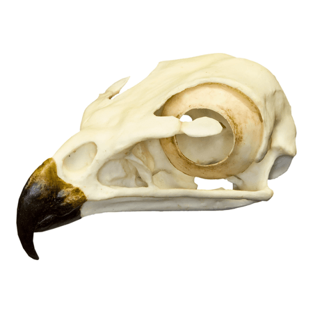 Hawk skull