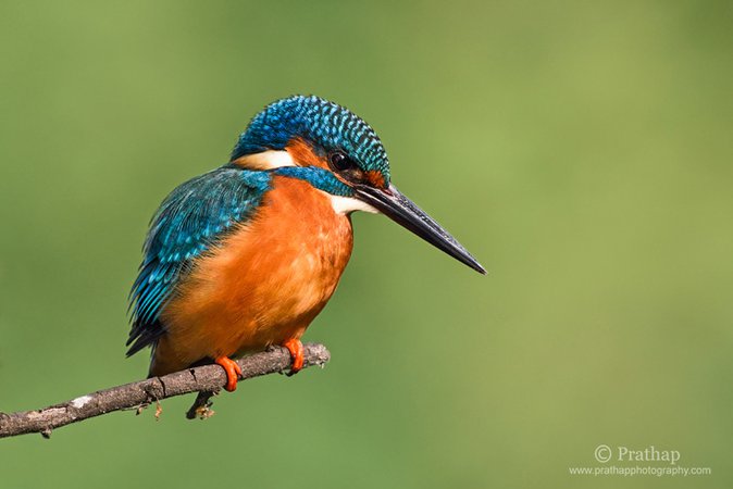 Common-Kingfisher-small-bird-blue-bird-Bokeh-Bharatpur-Bird-Sanctuary-Keoladeo-National-Park-Nature-Wildlife-Bird-Photography-by-Prathap-Nature-Photography-Simplified-copy.jpg (800×534)