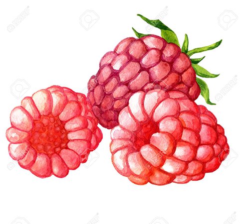berries drawing - Google Search