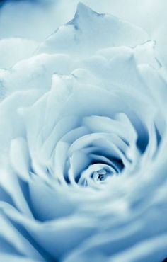 blue rose