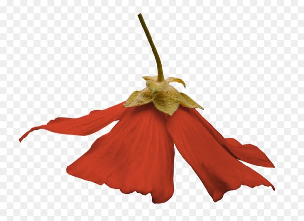red flower png
