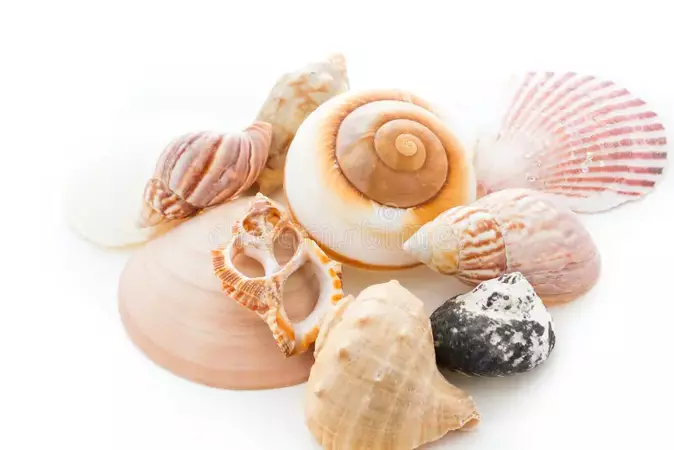 shell png