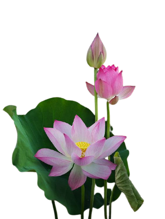lotus png plant flower