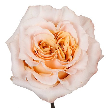 Pink Champagne Rose l Fiftyflowers.com
