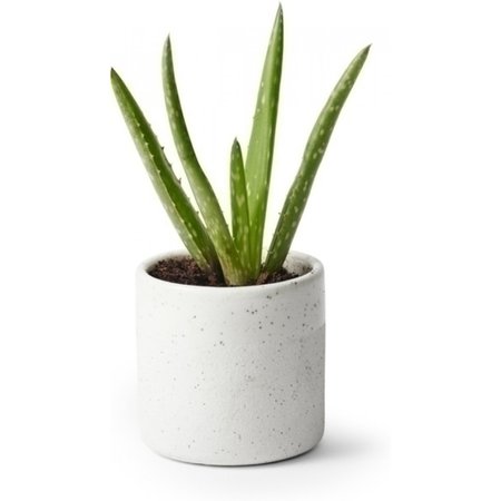 Aloe vera mini - Plantagen.se
