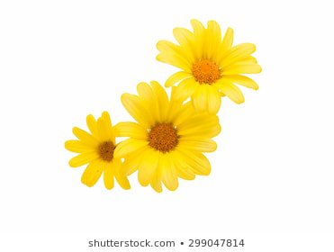 single daisy yellow stem - Google Search