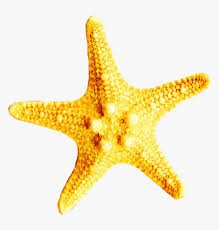 yellow starfish - Google Search