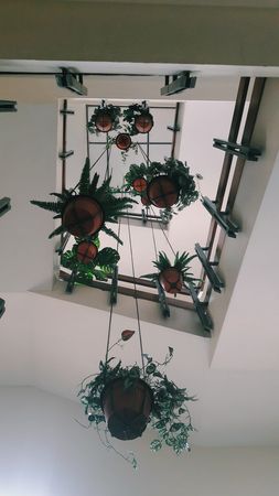 low angle photography of plant pots hanging on ceiling photo – Free Image on Unsplash