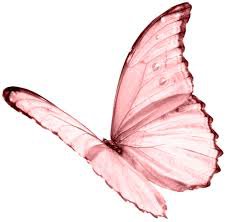 butterfly png pink - Google Search