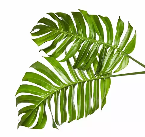 Green Leaves of Tropical Plants Bush Monstera, Palm, Fern, Rubber Plant, Pine, Birds Nest Fern Floral Arrangement Indoors Garden Stock Image - Image of border, jungle: 163670295