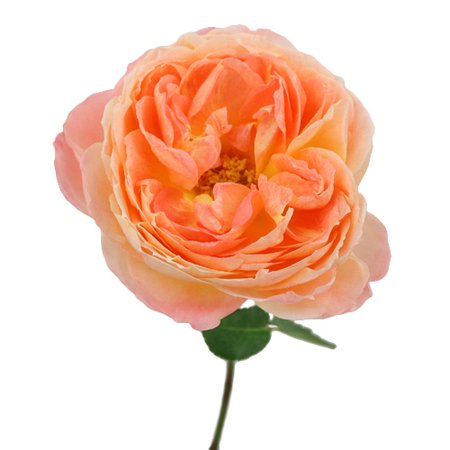 Southern Comfort Peach Garden Rose l Fiftyflowers.com