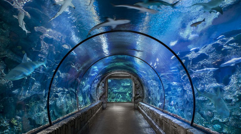 aquarium las vegas - Google Search