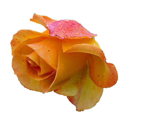 png yellow rose ;)
